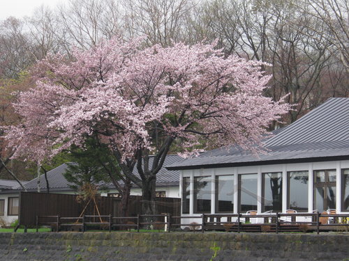 ５月　桜の頃④