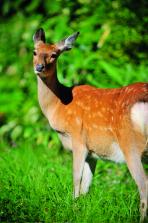 Deer in Daisetsuzan National Park