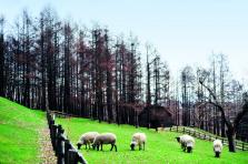 Higashikawa Kitoshi Forest Park