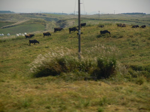DSCN1513