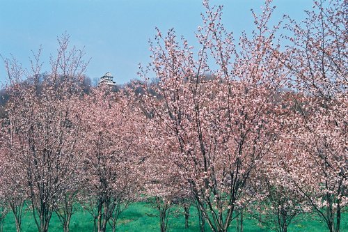 キトウシ桜