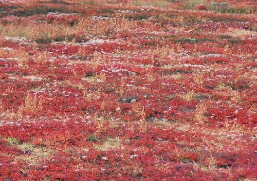 チングルマ葉紅葉