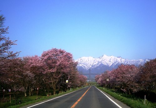 弔偺晽宨