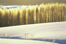 furano