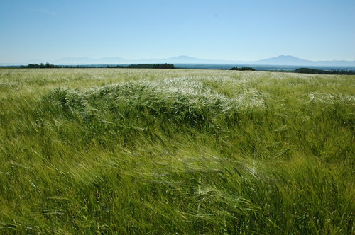 DSC_0924.JPG