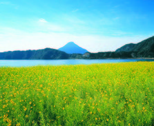 鹿＿菜の花と池田湖Z