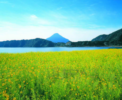 鹿＿菜の花と池田湖Z