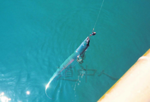 熊＿うたせ船太刀魚取りZ