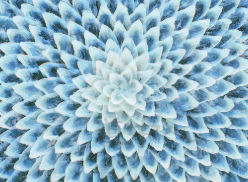 福＿ふぐ刺しZ