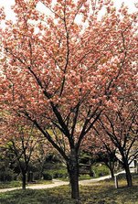 大_41えぼし公園.JPG