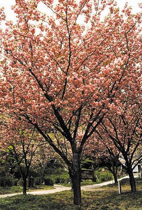 大_41えぼし公園.JPG