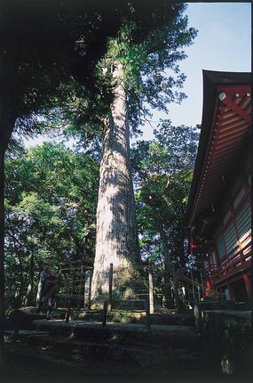 宮_22巨木の里.JPG