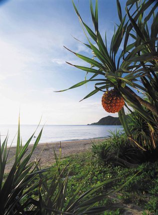 鹿_26国直海岸.JPG