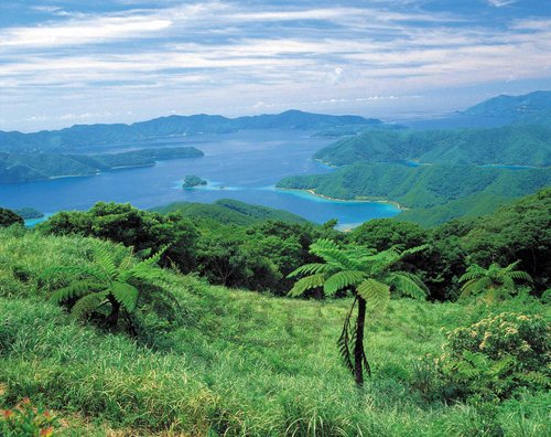鹿_35油井岳・高知山展望台.JPG