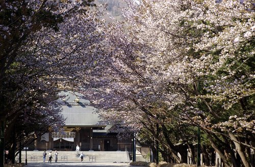 025-005北海道神宮（桜並木）