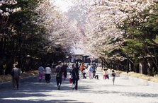 025-006北海道神宮（桜並木）