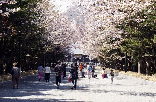 025-006北海道神宮（桜並木）