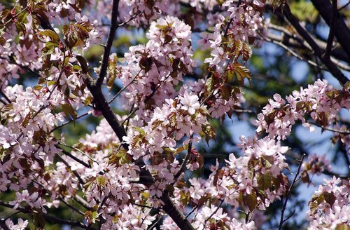 025-008北海道神宮（桜並木）