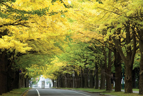 北海道大学