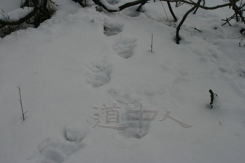 雪上の熊足跡(张裕平提供）