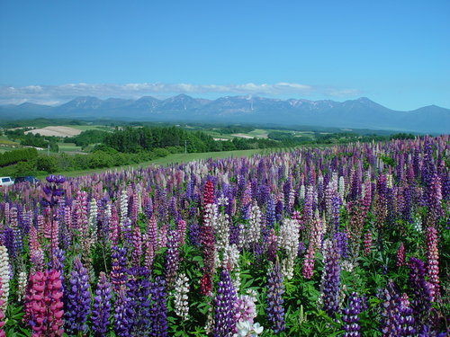 kamifurano.rupinasu