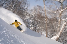 富良野滑雪